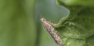 Agricultura pe înțelesul tuturor – Tuta absoluta, cel mai periculos dușman al legumicultorilor