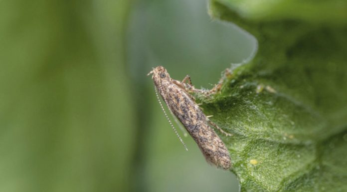 Agricultura pe înțelesul tuturor – Tuta absoluta, cel mai periculos dușman al legumicultorilor