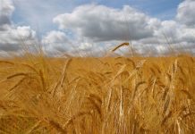 Agricultura pe înțelesul tuturor – Înființarea culturilor de toamnă