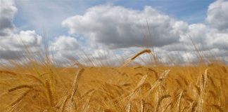 Agricultura pe înțelesul tuturor – Înființarea culturilor de toamnă