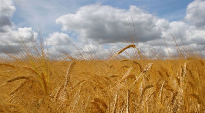 Agricultura pe înțelesul tuturor – Înființarea culturilor de toamnă