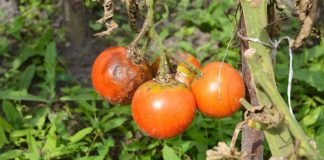 Agricultura pe înțelesul tuturor – Bolile tomatelor
