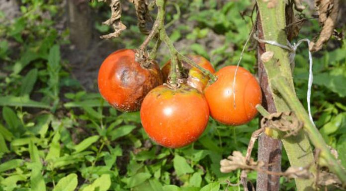 Agricultura pe înțelesul tuturor – Bolile tomatelor