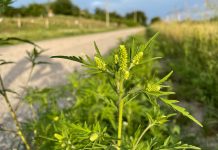 Agricultura pe înțelesul tuturor – AMBROZIA, buruiana care a speriat Europa