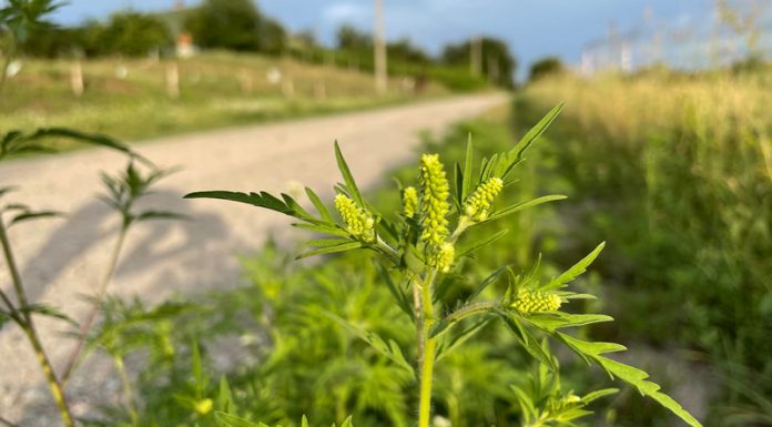 Agricultura pe înțelesul tuturor – AMBROZIA, buruiana care a speriat Europa