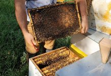 Agricultura pe înțelesul tuturor – APICULTURA, între lege și fărădelege