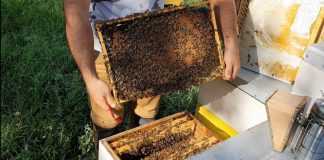 Agricultura pe înțelesul tuturor – APICULTURA, între lege și fărădelege