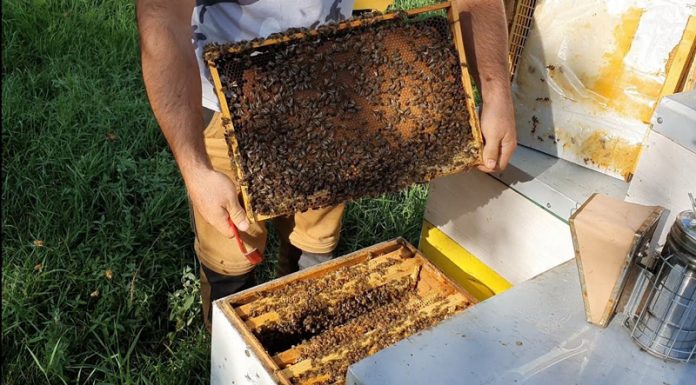 Agricultura pe înțelesul tuturor – APICULTURA, între lege și fărădelege
