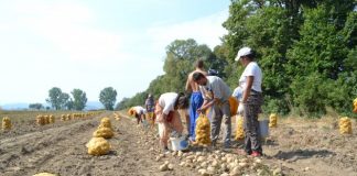 Sprijin financiar pentru agricultorii gorjeni