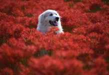 10 octombrie – Ziua celui mai bun prieten al omului