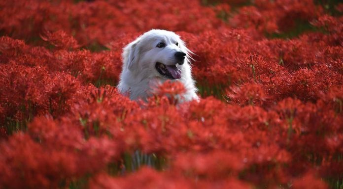 10 octombrie – Ziua celui mai bun prieten al omului