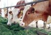 Bani de la stat pentru crescătorii de bovine și suine