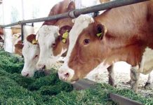 Amendă de 50.000 de lei aplicată de DSV Gorj