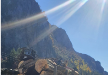 Ce au găsit polițiștii la mașinile încărcate cu lemne!