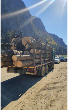 Jupânești: Pădurar reținut