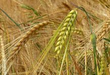 Agricultura pe înțelesul tuturor – Înființarea culturilor de toamnă