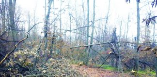 A tăiat „din greșeală” fagul din pădurea vecinului. Condamnare!