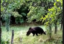 Ro-Alert pentru localnicii din Prigoria. Urs văzut în zonă