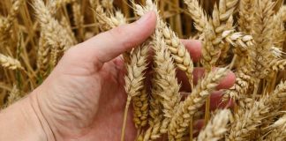 Agricultura pe înțelesul tuturor – Înființarea culturilor de toamnă