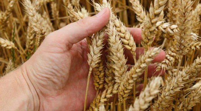 Agricultura pe înțelesul tuturor – Înființarea culturilor de toamnă