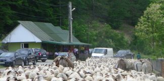 REPERE – Transhumanţa