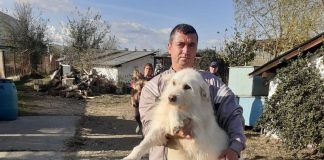 Rovinari: 24 de căței au fost adoptați într-o singură lună