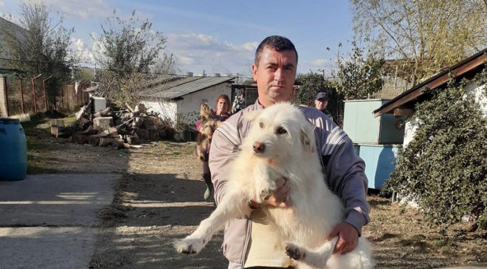 Rovinari: 24 de căței au fost adoptați într-o singură lună