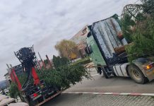 TIR-ul cu brazi a ajuns la Motru