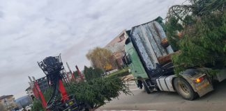 TIR-ul cu brazi a ajuns la Motru