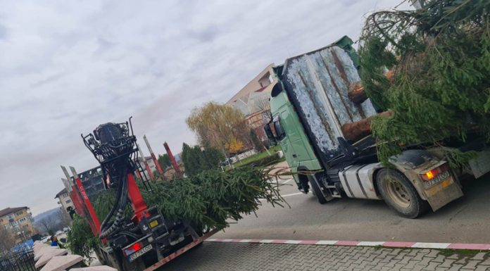 TIR-ul cu brazi a ajuns la Motru