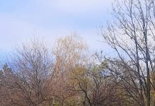 Accident la Parcul Coloanei! A intrat cu autoturismul pe zona verde