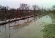 Agricultura pe înțelesul tuturor – Protejarea culturilor la excesul de umiditate din toamnă