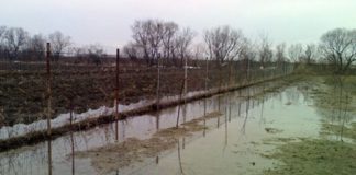Agricultura pe înțelesul tuturor – Protejarea culturilor la excesul de umiditate din toamnă