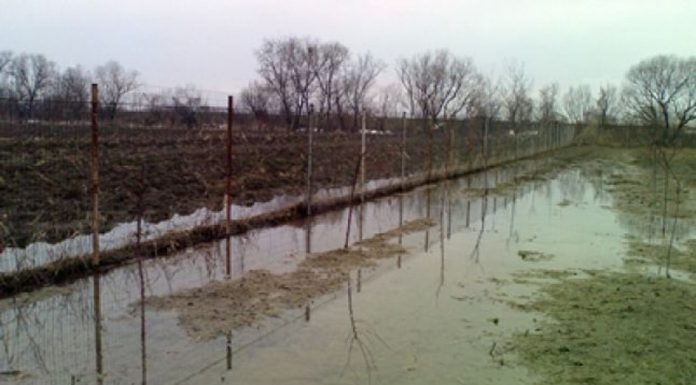 Agricultura pe înțelesul tuturor – Protejarea culturilor la excesul de umiditate din toamnă