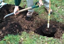 Agricultura pe înțelesul tuturor – Înființați corect plantația de pomi și arbuști fructiferi