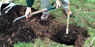 Agricultura pe înțelesul tuturor – Înființați corect plantația de pomi și arbuști fructiferi