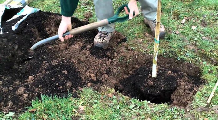 Agricultura pe înțelesul tuturor – Înființați corect plantația de pomi și arbuști fructiferi