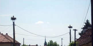 A lovit o mașină parcată și a dat bir cu fugiții