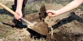 Agricultura pe înțelesul tuturor – Înființați corect plantația de pomi și arbuști fructiferi