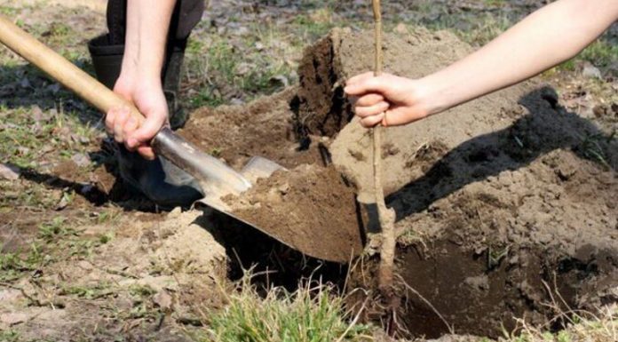 Agricultura pe înțelesul tuturor – Înființați corect plantația de pomi și arbuști fructiferi