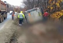 TIR cu porci răsturnat pe șosea