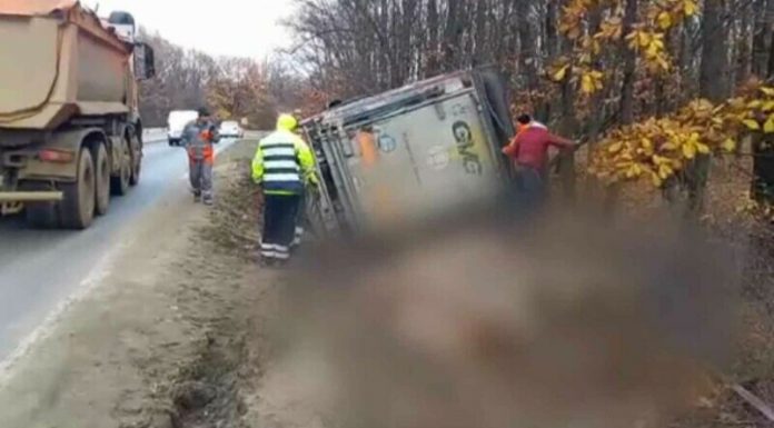 TIR cu porci răsturnat pe șosea