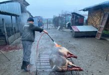 A început asomarea porcilor la Bălești, cu ajutorul Primăriei!