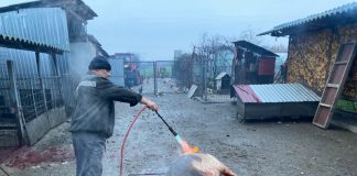 A început asomarea porcilor la Bălești, cu ajutorul Primăriei!