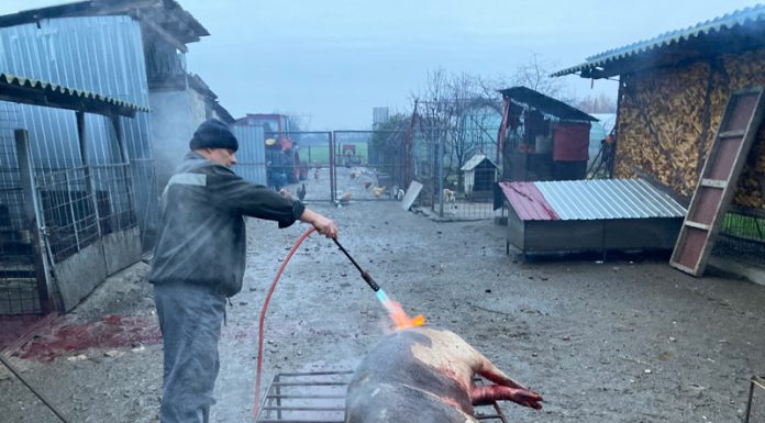 A început asomarea porcilor la Bălești, cu ajutorul Primăriei!