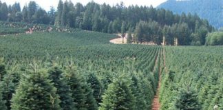 Purtătorul de cuvânt al Romsilva susține că aproape 30.000 de brazi de Crăciun îi așteaptă pe cumpărători