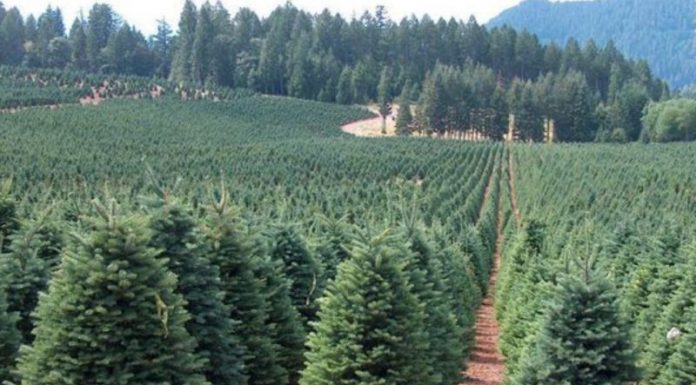 Purtătorul de cuvânt al Romsilva susține că aproape 30.000 de brazi de Crăciun îi așteaptă pe cumpărători