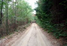 Drum forestier reabilitat cu 10 milioane lei