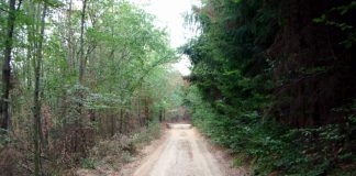 Drum forestier reabilitat cu 10 milioane lei