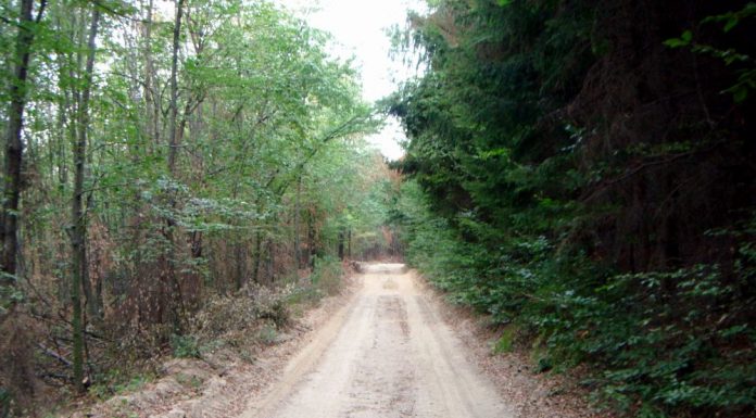 Drum forestier reabilitat cu 10 milioane lei